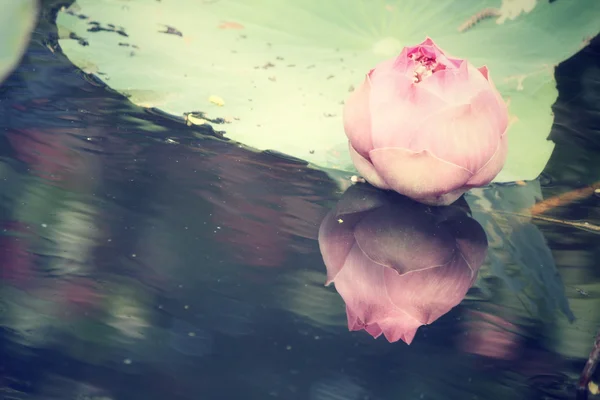 Цветы лотоса — стоковое фото