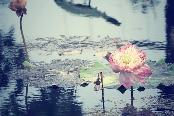 Flores de lótus — Fotografia de Stock