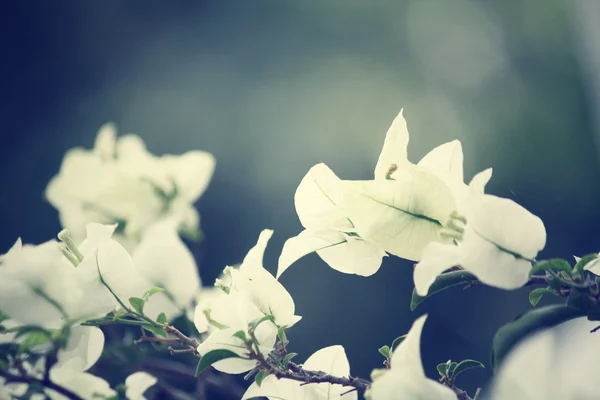 白いブーゲンビリアの花 — ストック写真
