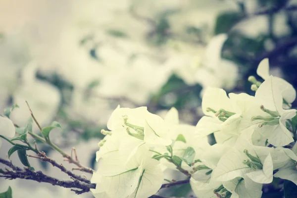 Flores de buganvillas blancas — Foto de Stock