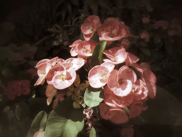Pryšec zářivý - červený květ — Stock fotografie
