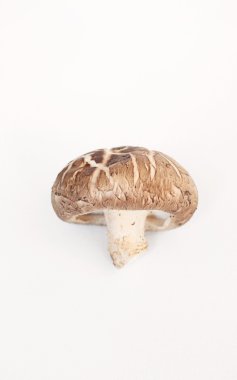 İzole shiitake mantar