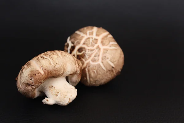 Shiitake champignons — Stockfoto