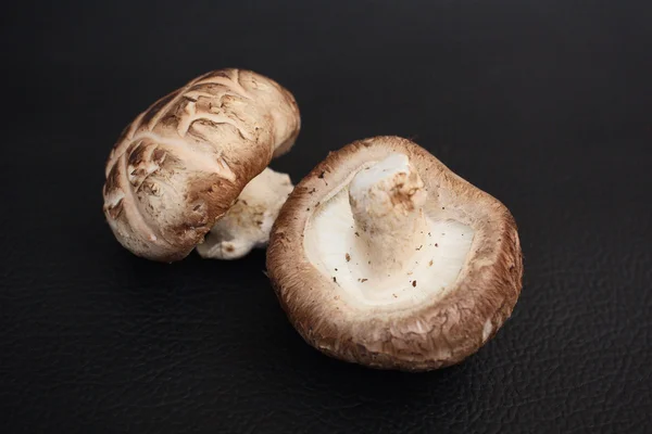 Funghi Shiitake — Foto Stock