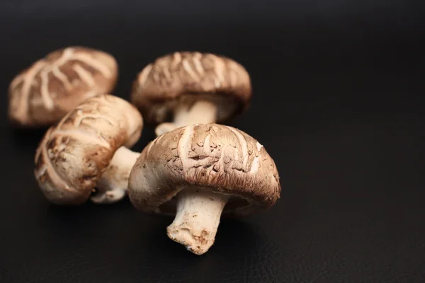 Shiitake champignons — Stockfoto