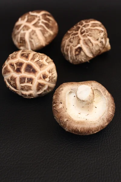 Funghi Shiitake — Foto Stock