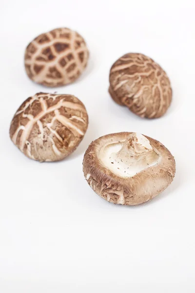 Shiitake paddestoelen geïsoleerd — Stockfoto