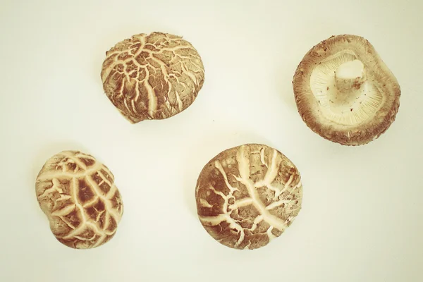 Setas Shiitake aisladas —  Fotos de Stock