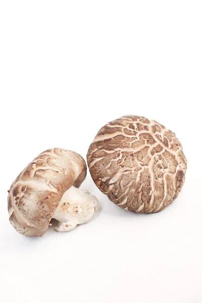 Funghi shiitake isolati — Foto Stock