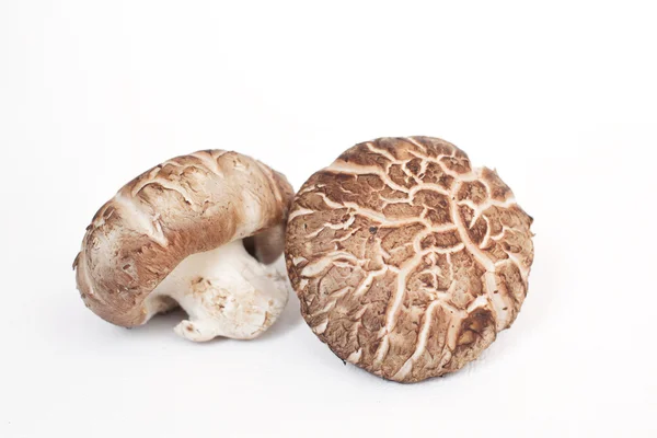 Funghi shiitake isolati — Foto Stock