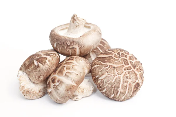 Funghi shiitake isolati — Foto Stock