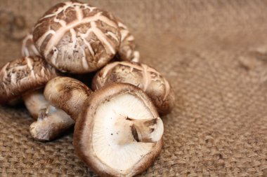 shiitake mantarları 
