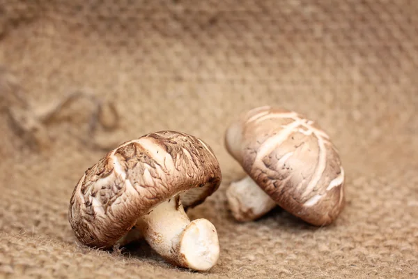 Cogumelos shiitake — Fotografia de Stock