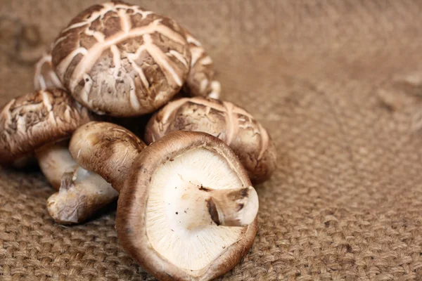 Shiitake champignons — Stockfoto