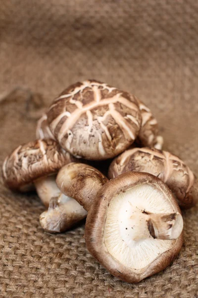 Shiitake champignons — Stockfoto