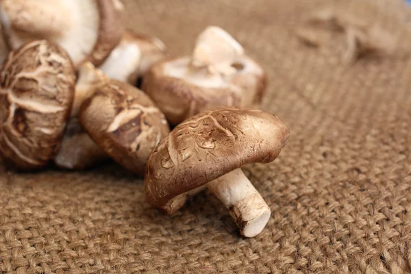 Shiitake champignons — Stockfoto