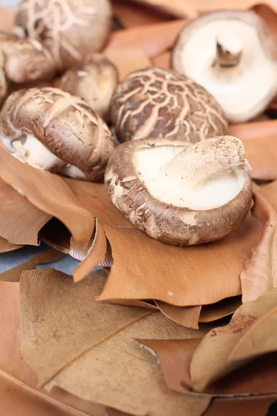 Shiitake paddestoelen in de natuur — Stockfoto