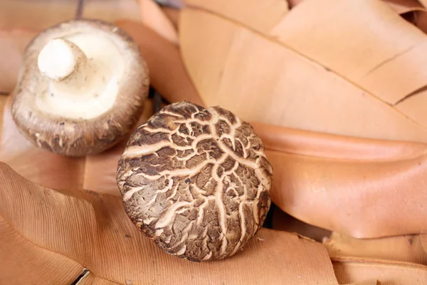 Shiitake paddestoelen in de natuur — Stockfoto