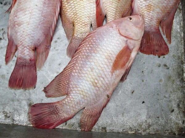 Frischer Fisch — Stockfoto