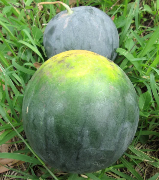 Wassermelone — Stockfoto