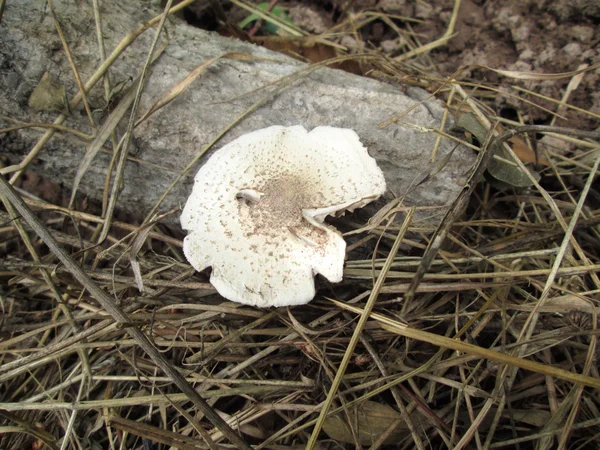 하얀 버섯 — 스톡 사진