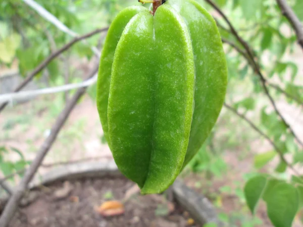 Star apple fruit — Stockfoto