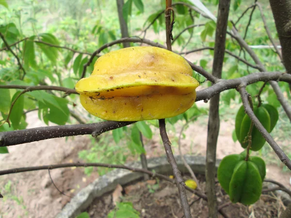 Star apple fruit — Stockfoto