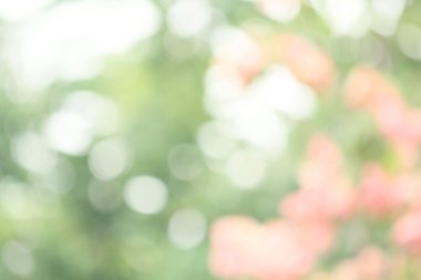 Işıklar çiçek arka plan