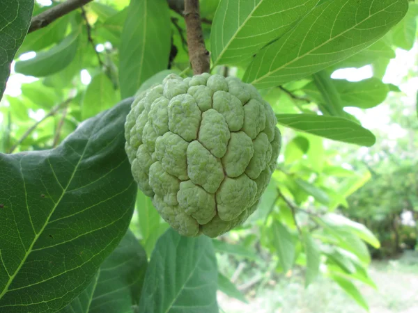 Sugar apple — Stock Photo, Image