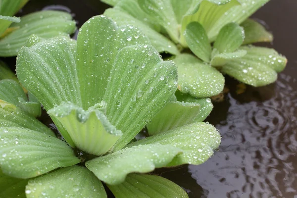 Gota de agua — Foto de Stock