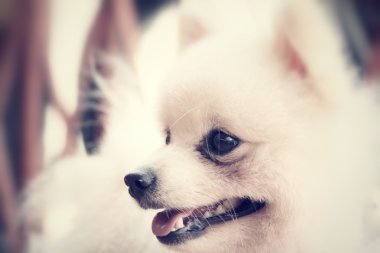 Pomeranya köpeği