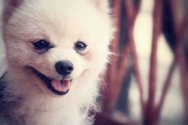 Pomeranya köpeği