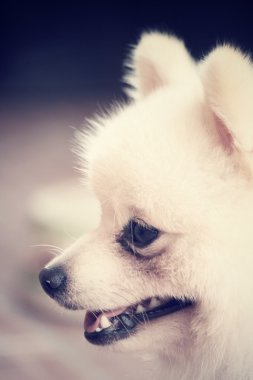 Pomeranya köpeği