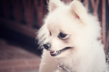 Pomeranya köpeği