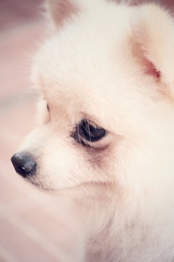 Pomeranya köpeği