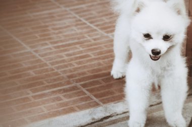 Pomeranya köpeği