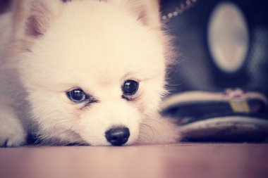 Pomeranya köpeği