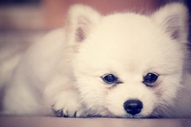 Pomeranya köpeği