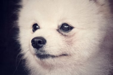 Pomeranya köpeği