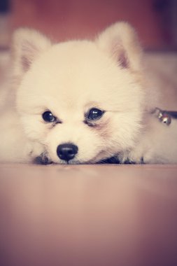 Pomeranya köpeği
