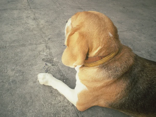 Hond op zoek — Stockfoto