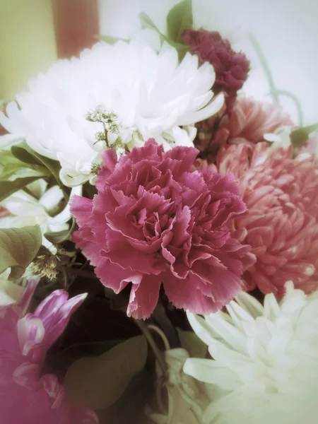 Clavel flores —  Fotos de Stock