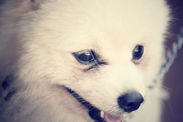 Pomeranian hund — Stockfoto