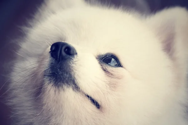 Cão da Pomerânia — Fotografia de Stock