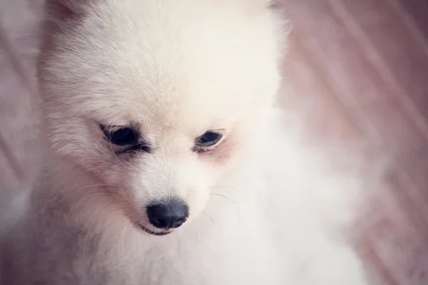 Pomeranian σκύλος — Φωτογραφία Αρχείου