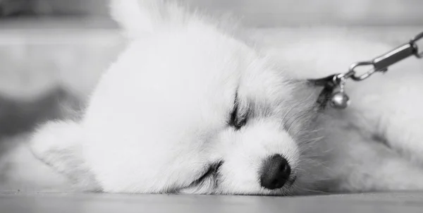 ポメラニアン犬 — ストック写真