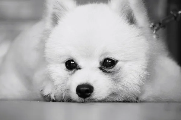 Pomeranian dog