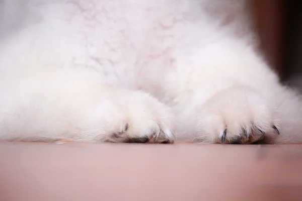 Hundefuß — Stockfoto