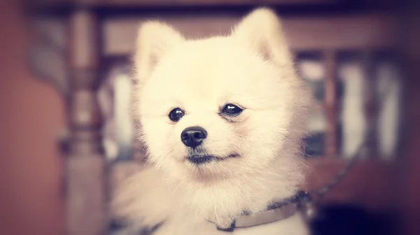 Pomeranian hund — Stockfoto