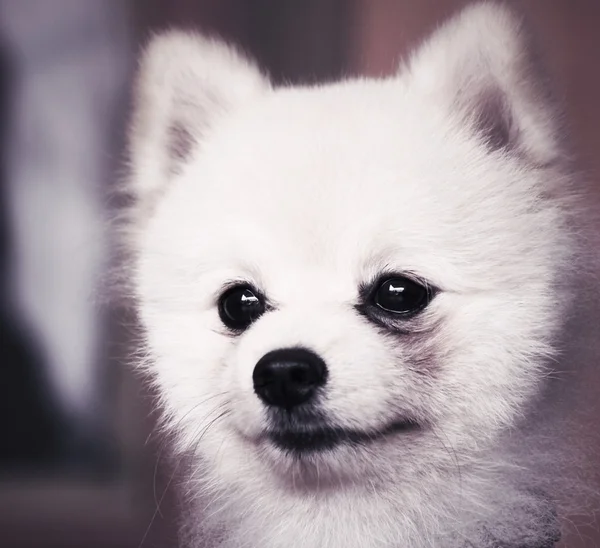 Cão da Pomerânia — Fotografia de Stock